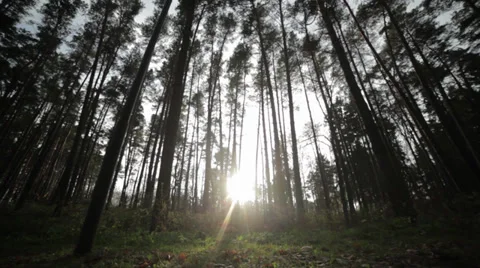 Pine forest at sunset Stock Footage 32859703