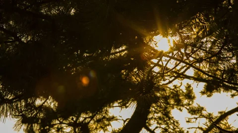 Pine forest at sunset Stock Footage 37537165