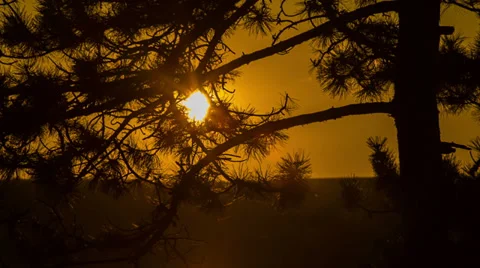Pine forest at sunset Stock Footage 37537381