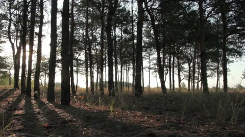 Pine forest at sunset Stock Footage 42422788
