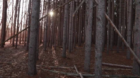 Pine forest at sunset Stock Footage 48908614