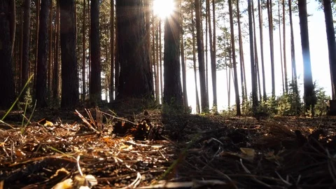 Pine Forest at Sunset Stock Footage 111753654