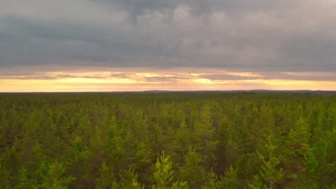 Pine Forest at Sunset 스톡 동영상 331103642