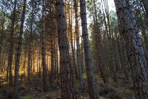 Pine Forest at Sunset 스톡 사진
