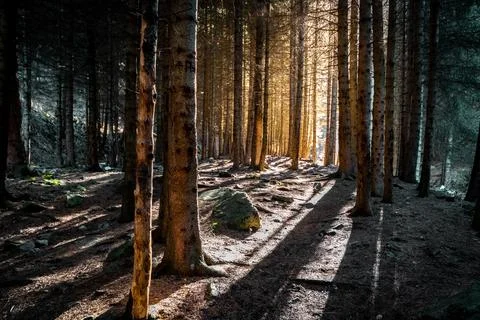 Pine forest at sunset rays in the bear gorge along the path to the Ayusay Stock Photos