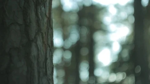 Pine forest, sunset on a spring day Stock Footage 74307170