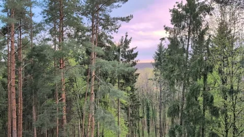 Pine-forest-sunset-spring Stock Footage 335868021