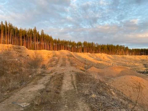 Pine forest at sunset, summer evening Stock Photos