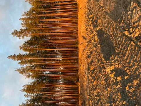 Pine forest at sunset, summer evening Stock Photos