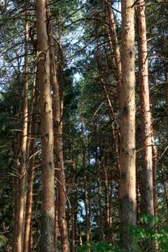 Pine forest at sunset in summer Stock Photos