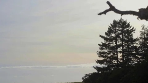Pine Forest Sunset Timelapse in Santa Cruz Stock Footage 97949661