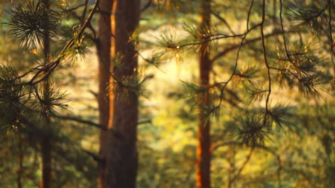 Pine forest on sunset with warm sunbeams. Wild pine forest. Stock Footage 143541441