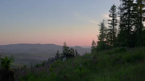 Pine Forest at Sunset with Wildflowers and Mountains Stock Footage 341366959
