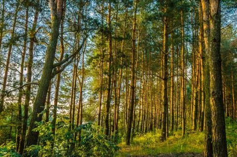 Pine forest in the sunshine Stock Photos