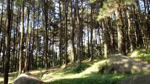 Pine forest surround Stock Footage 276703379