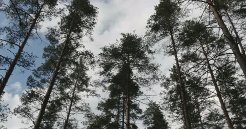 Pine forest sways from the wind Stock-Footage 64786498