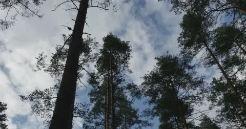 Pine forest sways from the wind Stock Footage 64791629