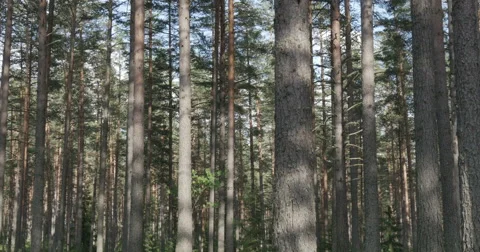 Pine forest sways from the wind 库存影片 64793945