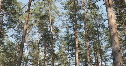 Pine forest sways from the wind 库存影片 64797853
