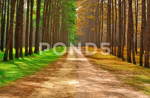 A Pine Forest Taken In The Morning At Thailand - Season Change Concept