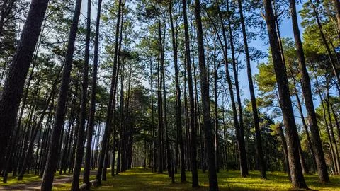 Pine forest with tall slender trees reaching toward the sky. Stock Photos