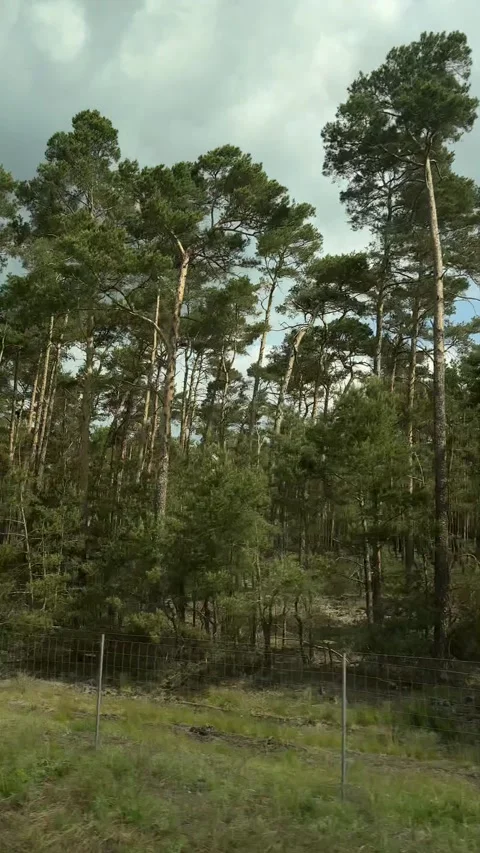 Pine forest tall tree, green field foreground, dark overcast sky above, passing Stock Footage 337662773