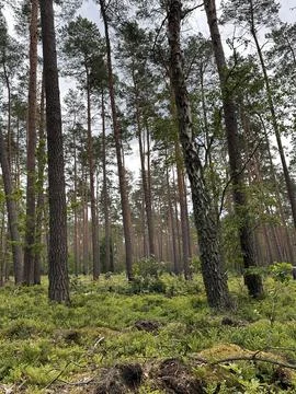 Pine Forest with Tall Trees and Green Undergrowth Stock Photos