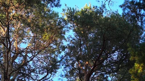 Pine forest, tall trees, summer Stock Footage 122507886