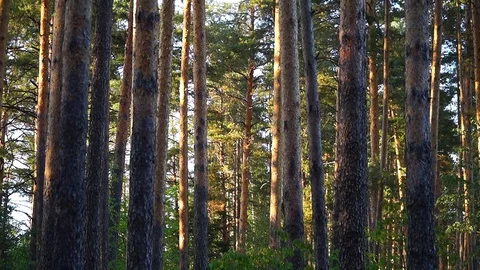 Pine forest, tall trees, summer Stock Footage 122507903