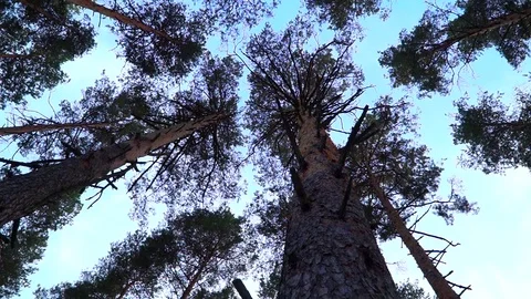 Pine forest, tall trees, summer Stock Footage 122507908