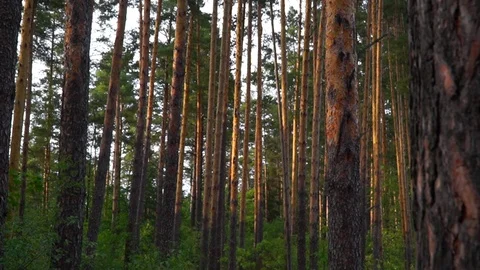Pine forest, tall trees, summer Stock Footage 122507915