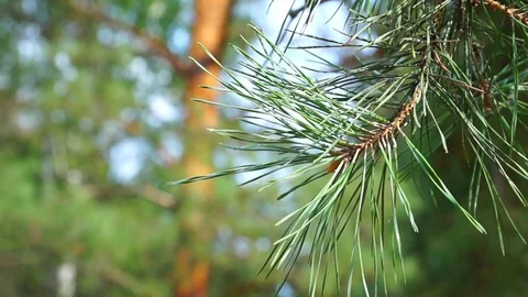 Pine forest, tall trees, summer Stock Footage 122507916
