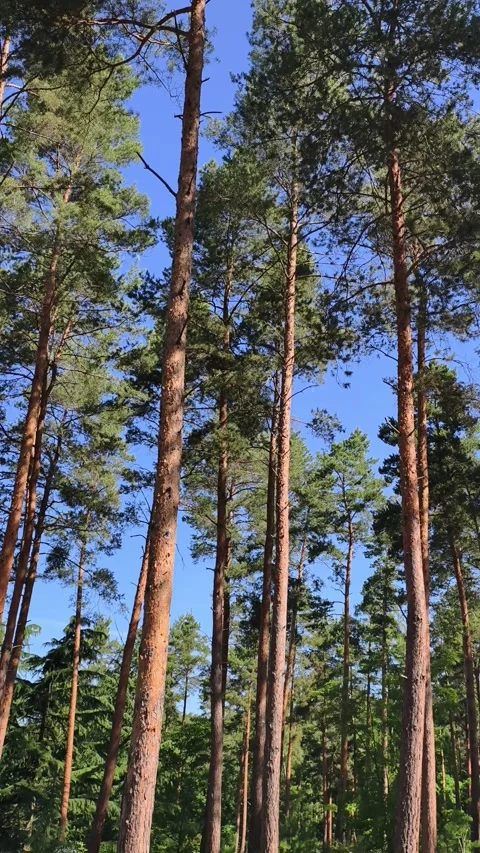 Pine Forest with Tall Trees Vertical 4K Slow Motion Nature Scene Stock-Footage 336618025