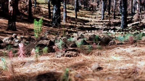 Pine forest on Tenerife in autumn Stock Footage 288989679