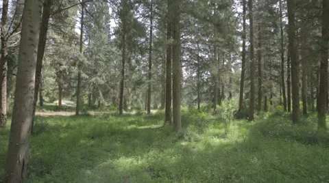 A pine forest with thick vegetation Stock-Footage 43859432