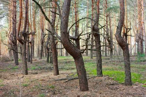 Pine forest thicket with strange form of trees trunks 스톡 사진