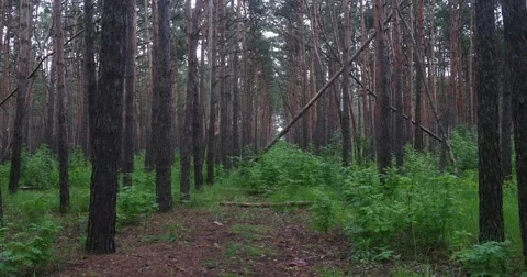 Pine forest timelapse Stock Footage 63647521