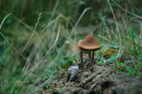 In the pine forest, toadstool mushrooms 스톡 사진