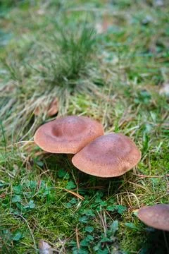 In the pine forest, toadstool mushrooms 스톡 사진