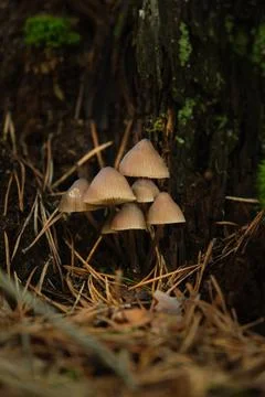 In the pine forest, toadstool mushrooms 스톡 사진