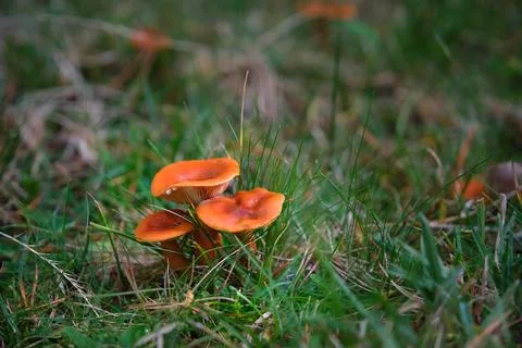 In the pine forest, toadstool mushrooms Foto stock