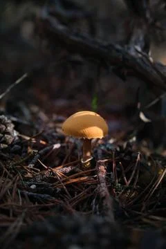 In the pine forest, toadstool mushrooms 스톡 사진
