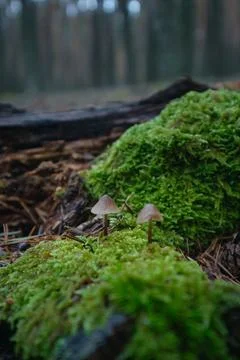 In the pine forest, toadstool mushrooms 스톡 사진