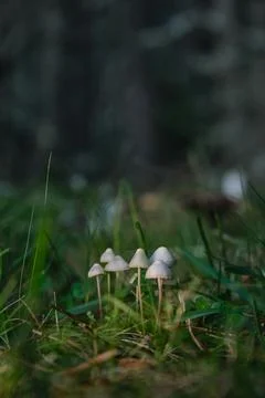 In the pine forest, toadstool mushrooms Foto stock
