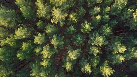 Pine forest top down aerial sunny day rocket shot Stock Footage 142993943