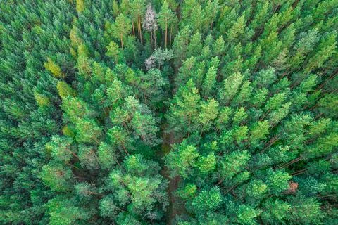 Pine forest top-down aerial view Stock Photos