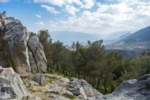 Pine forest on the top of the mountain. Sheep herd between the trees. Stock Photos