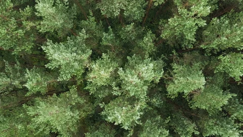 Pine forest top view. Evergreen forest without horizon. Bottom up. 4K Stock Footage 136481856