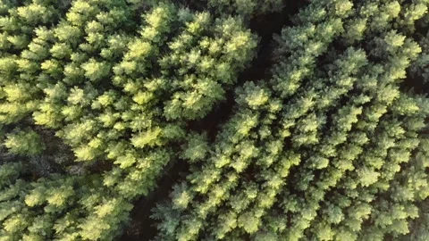 Pine forest top view. Filming from a flying unmanned aerial vehicle in motion. Stock Footage 164386512