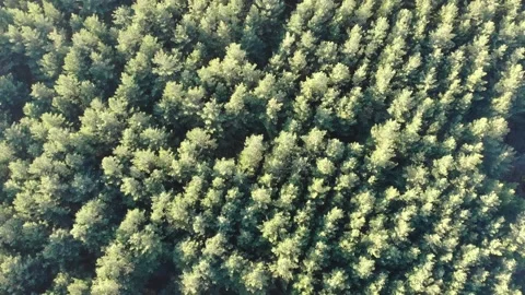 Pine forest top view. Filming from a flying unmanned aerial vehicle in motion. Stock Footage 164386762